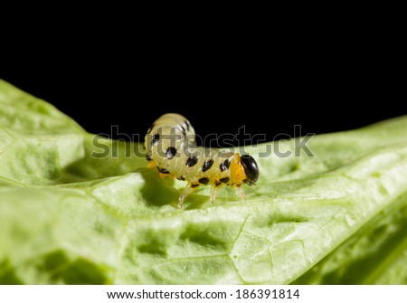 Agriculture pest caterpillar on lettuce leaf on black background