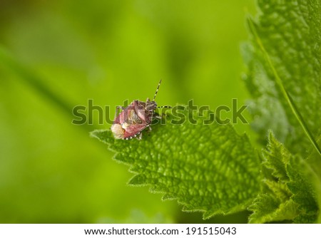 Macro of pest bug (Dolycoris baccarum) on stinging nettle leaf