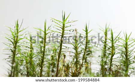 Macro of fresh moss in forest floor with water drops over white background, low point of view