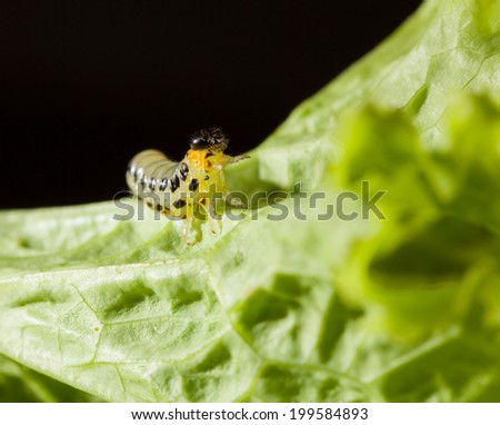 Macro of pest caterpillar climbing over lettuce leaf on black background