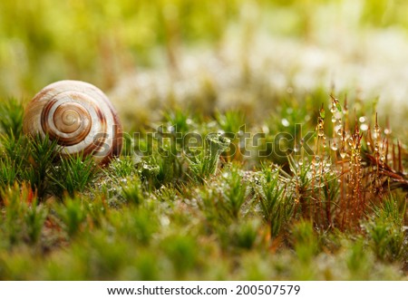 Snail shell on red and green moss. Macro, low point of view