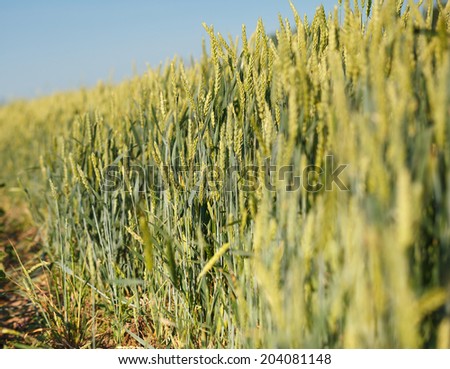 Close-up of cereal field edge