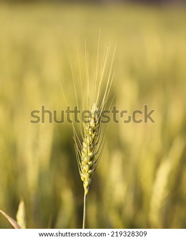 Macro of ripe rye ear over cereal field background out of focus