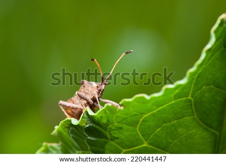 Macro of Dock bug (Coreus marginatus) on Rumex leaf low angle view