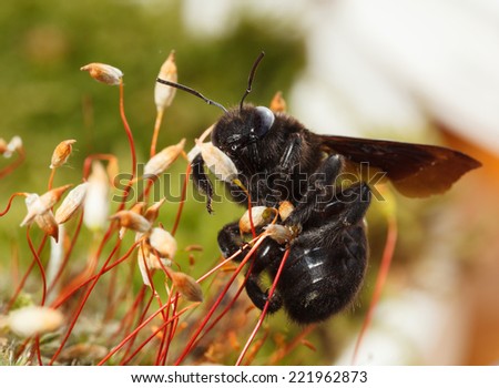 Macro of violet carpenter bee (Xylocopa violacea) in moss low point of view