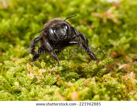 Macro of Indian Bhanvra (Xylocopa violacea) over green moss en face low angle view
