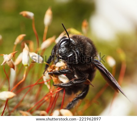 Macro of violet carpenter bee (Xylocopa violacea) climbing on moss low angle view