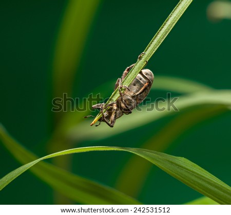 Macro of weevil beetle hang down on grass top