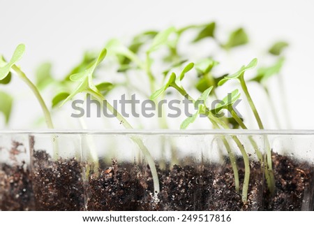 Macro of vegetable sprouts in transparent plastic pot