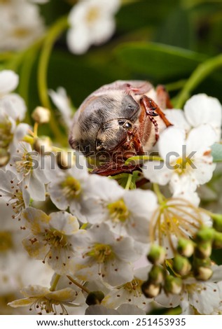 Macro en face of maybug beetle (Cotinis nitida) in blooming whitethorn