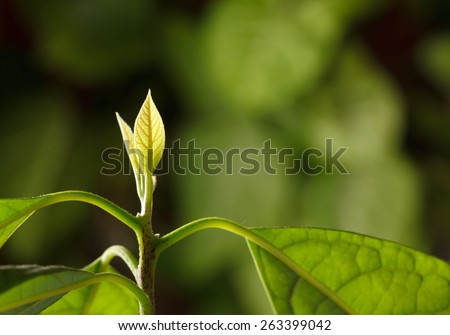 Macro of backlighted new leaves on avocado plant (Persea gratissima) top