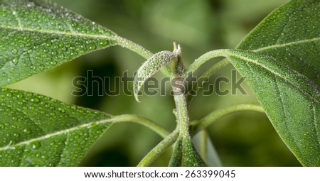 Macro of dew drops on new leaves of avocado plant (Persea gratissima)