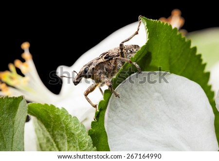 Macro of weevil on leaf over apple flower background isolated on black