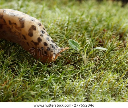 Leopard slug (Limax maximus) meet little plant on its way on mossy forest floor