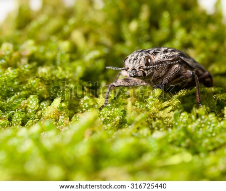 Macro en face of borer beetle (Chalcophora mariana) over green moss on forest floor