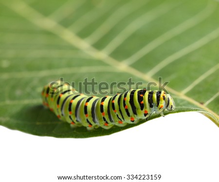 Macro of butterfly larva on leaf isolated on white, low angle view