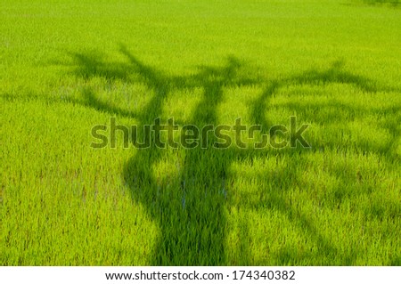 Tree shadow print on green rice field background