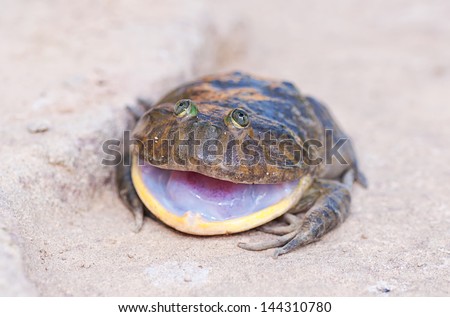 Big mouth frog