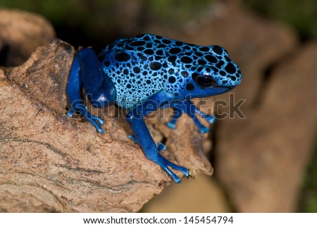 Exotic blue frog on a tree