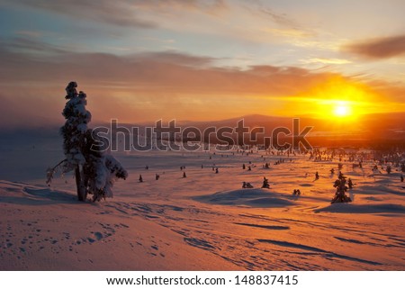 Tree in the snow on background of a winter sunset in Finland