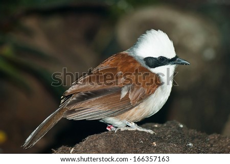 brown bird with a white tuft of hair on the tree