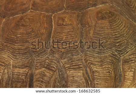 shell of a giant turtle ivory, background