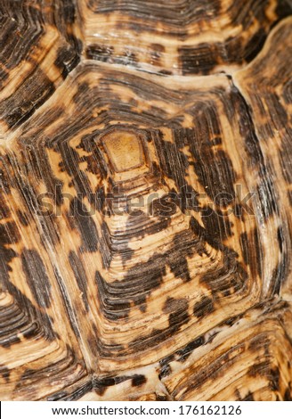 brown-beige tortoise shell, background