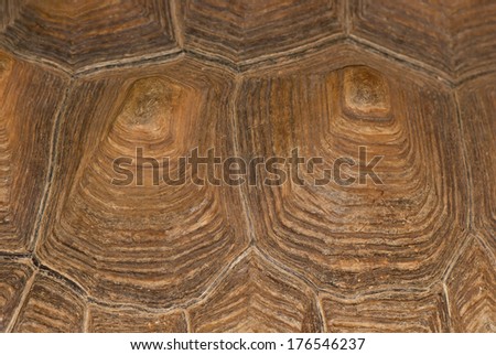 tortoise shell brown close-up, background