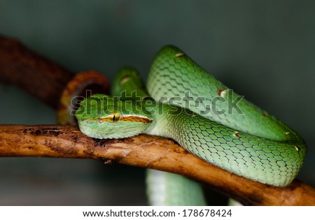 green tropical venomous snake on a tree branch