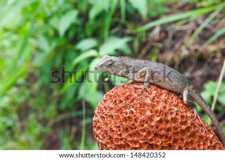 Lizard (thailand) on a stone