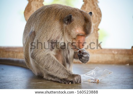 Thai monkey in temple,Thailand