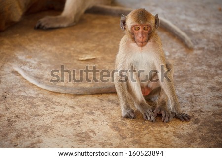 Thai monkey in temple,Thailand