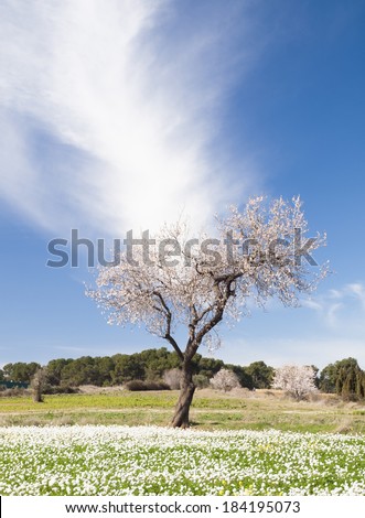 Almond tree in blossom, Sabadell, Spain