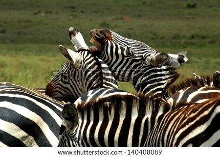 zebra's communication