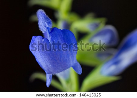 Blue sage flowers isolated on black, closeup