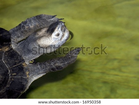 Old turtle swimming with plenty of space for text
