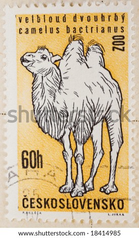 Vintage Czechoslovakian postage stamp with Bactrian Camel
