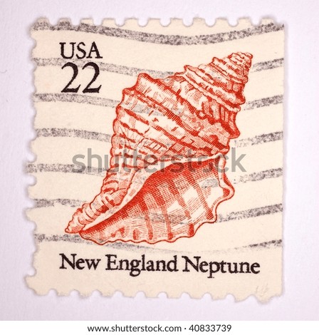UNITED STATES OF AMERICA - CIRCA 1985: A stamp printed in the United States shows image of a seashell, series, circa 1985