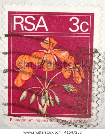 SOUTH AFRICA - CIRCA 1973: A stamp printed in South Africa shows image of the shrub Pelargonium inquinans, series, circa 1973
