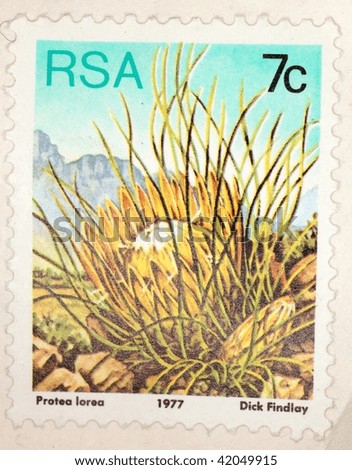 SOUTH AFRICA - CIRCA 1977: A stamp printed in South Africa shows image of a sugarbush (specifically Protea lorea), series, circa 1977
