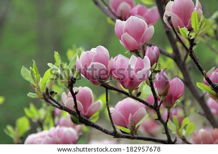 Magnolia, group of pink Magnolia flowers on tree branch