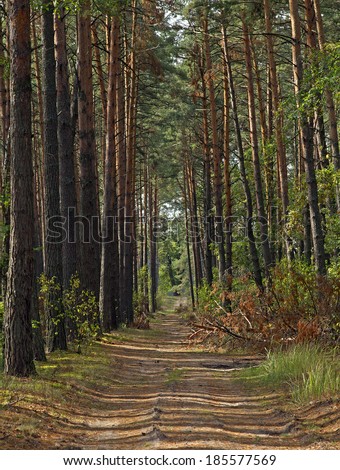 forest road, Path through Enchanted Autumn Forest, Path in the Forest/Woods, autumn road in the forest