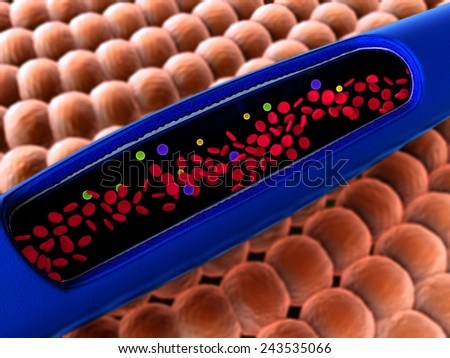 inside the blood vessel, insulin and leukocytes inside the blood vessel, white blood cells, white blood cells inside the blood vessel, pulsing down artery, Red and white blood cells in artery