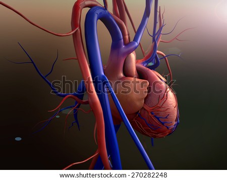 Heart model, Human heart model, Full clipping path included, Human heart for medical study, Human Heart Anatomy