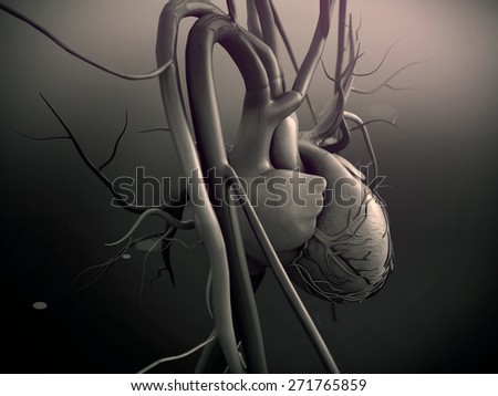 Heart model, Human heart model, Full clipping path included, Human heart for medical study, Human Heart Anatomy