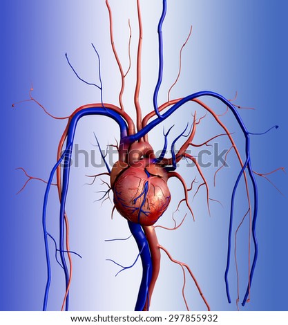 Heart model, Full clipping path included, Human heart for medical study, Human Heart Anatomy