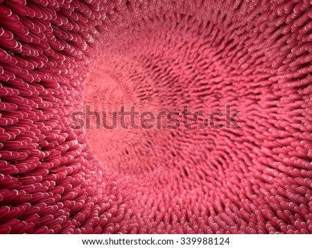 surface of intestines, inside the intestines, artery shown with a cut out section, Contraction of blood vessels, inside the blood vessel