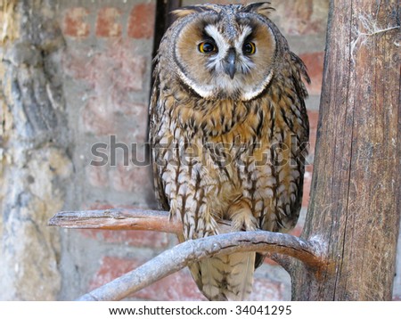 Portrait of wise owl