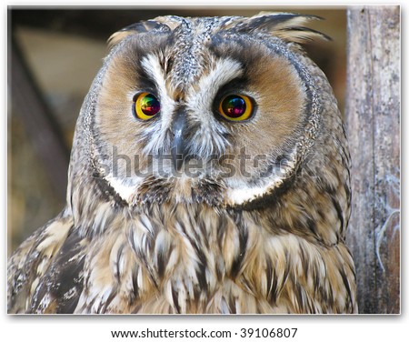 owl with rainbow eyes