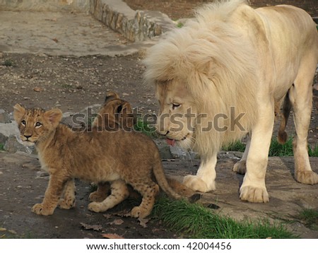 Lion caring for his two little babies
